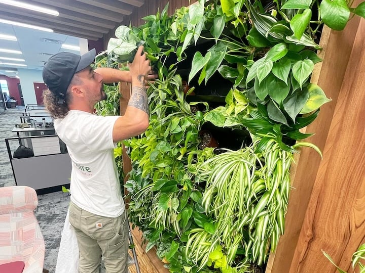 Plant Maintenance Service taking care of Living Wall