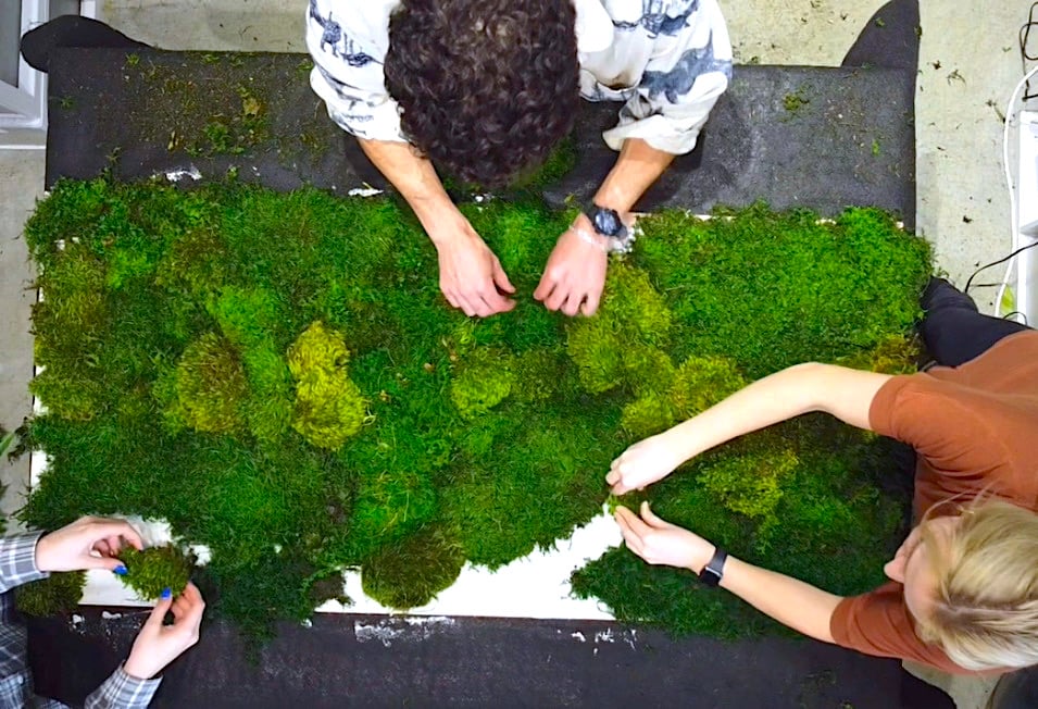 Creating a moss wall